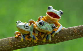 Tree Frog Wallpaper HD 80734