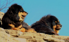 Tibetan Mastiff HD Wallpaper 80588