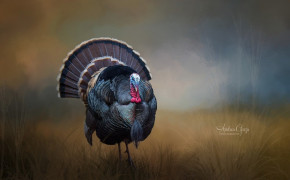 Turkey Bird HD Wallpaper 80878