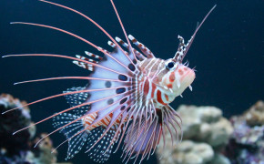 Lionfish Background Wallpapers 77784