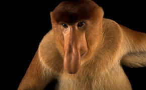 Proboscis Monkey Wallpaper HD 77843