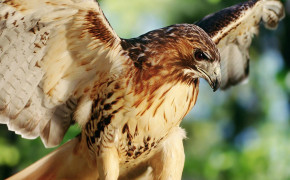 Red Tailed Hawk Background Wallpaper 78418