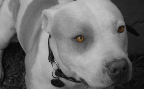 Pit Bull Background Wallpapers 75447