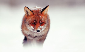 Red Fox Forest Desktop Wallpaper 08072