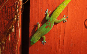 Anole Background HD Wallpapers 73839