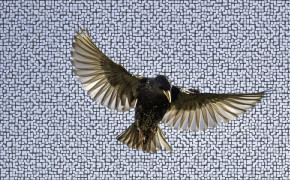 Starling HD Wallpapers 80012