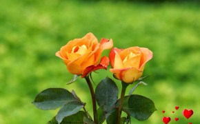 Beautiful Orange Rose Photos 07646
