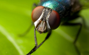 Stalk Eyed Fly HD Wallpapers 79979