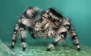 Jumping Spider Background HD Wallpapers 77180