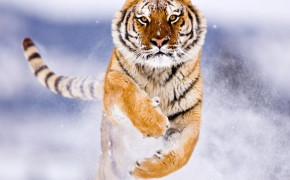 Tiger Wallpaper 80606
