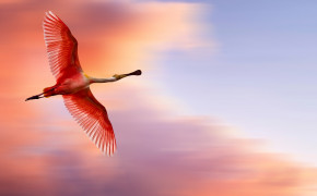 Roseate Spoonbill Background HD Wallpapers 78667