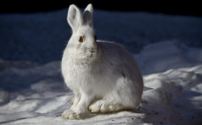 Arctic Hare Wallpapers Full HD 73942