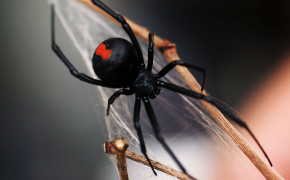 Redback Spider Background HD Wallpapers 78261