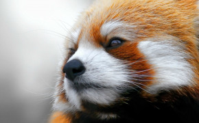 Red Panda Background HD Wallpapers 78191
