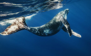 Humpback Whale Desktop HD Wallpaper 76855