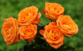 Beautiful Orange Rose Images 07645