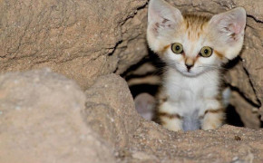 Sand Cat HD Wallpapers 78880