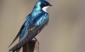 Tree Swallow Background Wallpapers 80758