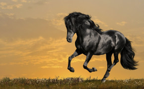 Arabian Horse Background HD Wallpapers 76054