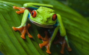 Tree Frog Best HD Wallpaper 80724