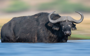 African Buffalo Desktop HD Wallpaper 73375