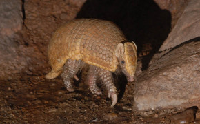 Armadillo Background Wallpapers 73984