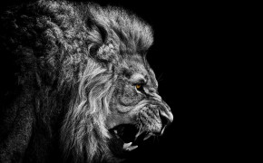 Roaring Lion HD Background Wallpaper 78553