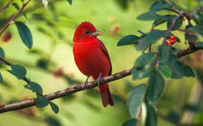 Tanager Background HD Wallpapers 80382
