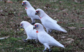 Long Billed Corella Background Wallpapers 74549