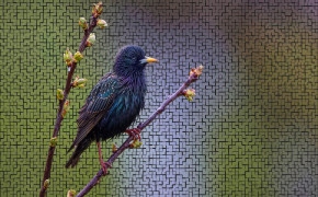 Starling Background HD Wallpapers 80001