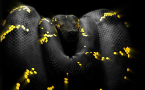 Python Snake Background HD Wallpapers 75646