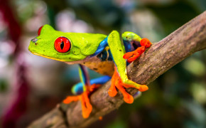 Red Eyed Tree Frog Widescreen Wallpaper 78189