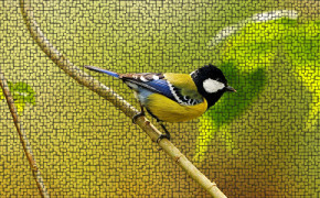 Sparrow Best HD Wallpaper 79752
