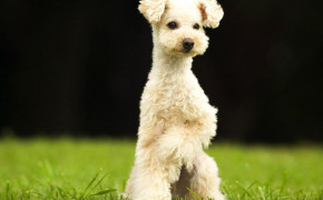Poodle HD Wallpapers 75601