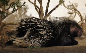 Porcupine Background HD Wallpapers 75609
