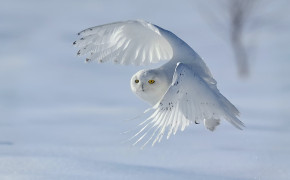 Snowy Owl Desktop Widescreen Wallpaper 79704