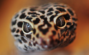 Leopard Gecko Widescreen Wallpapers 77679