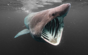 Basking Shark Desktop Wallpaper 74251