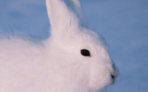 Arctic Hare High Definition Wallpaper 73938