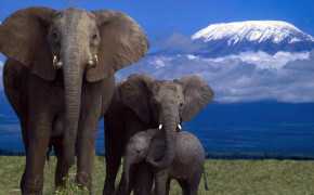 Baby Elephant Wallpaper HD 07588