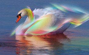 Swan Desktop Wallpaper 80273