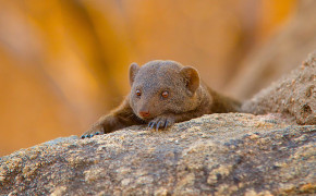 Mongoose Background Wallpapers 75144