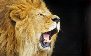 Lion Roar Wallpaper 07979