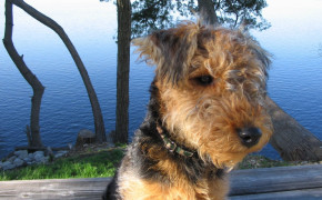 Airedale Terrier Widescreen Wallpapers 73447