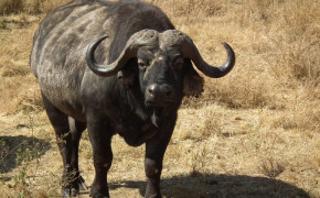 African Buffalo Background Wallpapers 73372