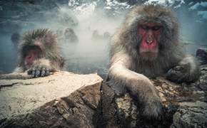 Japanese Macaque HQ Background Wallpaper 77141