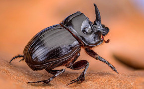 Rhinoceros Beetle Desktop Wallpaper 78514