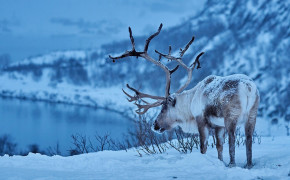 Reindeer Background Wallpaper 78456