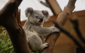 Koala HD Background Wallpaper 77412