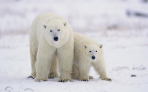 Polar Bear Wallpaper 1600x900 81409